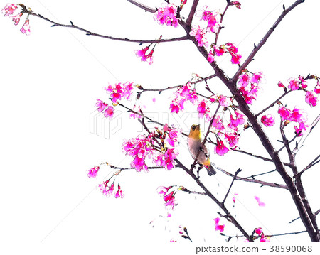 Cherry blossom season Cherry blossom season 38590068