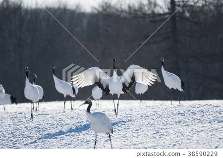 譚蝴蝶登陸 譚蝴蝶登陸 38590229