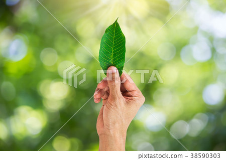 Man hand holding green leaf on blurred nature Man hand holding green leaf on blurred nature 38590303