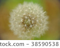 蒲公英 38590538