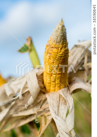 Corn in a corn field ready for harvest Corn in a corn field ready for harvest 38590645