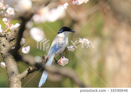 梅花和美麗的長發 梅花和美麗的長發 38590646
