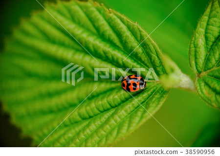 Red on green leaf Red on green leaf 38590956