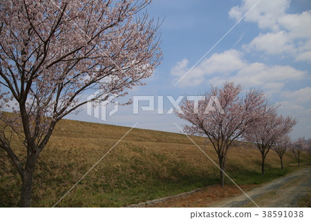 Sakura and Hill 38591038