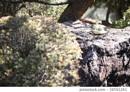 Figurine snake and pine tree 38591261