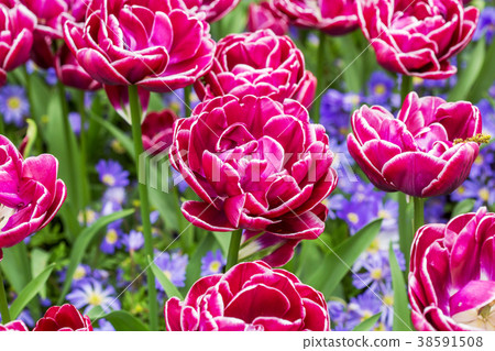 pink tulips in the garden pink tulips in the garden 38591508