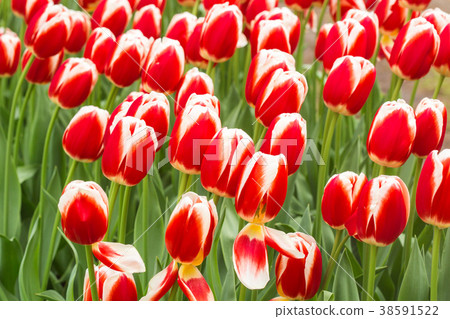 Tulip. Fresh red tulips Glade. Field with red Tulip. Fresh red tulips Glade. Field with red 38591522