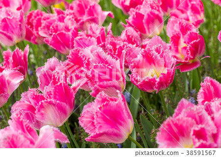 pink tulips in the garden 38591567