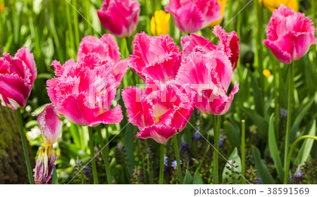pink tulips in the garden pink tulips in the garden 38591569