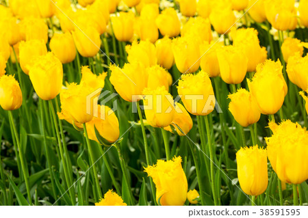 yellow tulip in the garden 38591595