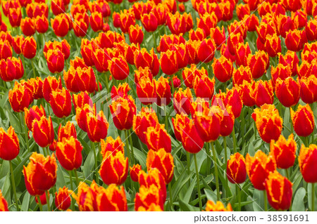 Tulip. Fresh red tulips Glade. Field with red 38591691