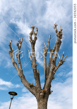 Pruned Tree on a Blue Sky with Clouds 38592055