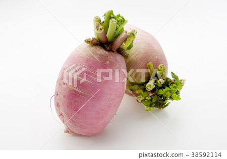 Red Crimson Radish Red Crimson Radish 38592114
