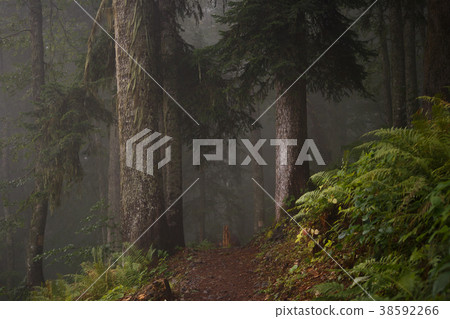 Picture of dark foggy forest with trees 38592266