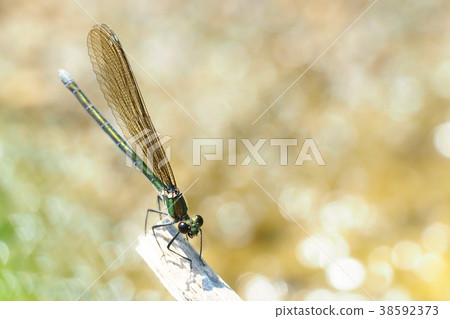 Kawatonbo (female) 38592373