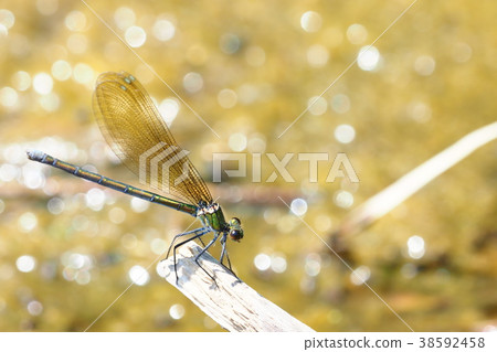 Kawatonbo (female) Kawatonbo (female) 38592458