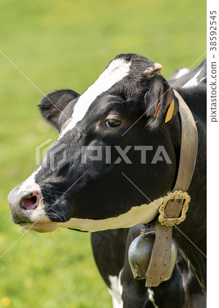 Portrait of a Black and White Cow with Cowbell 38592545