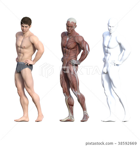 男性解剖學肌肉3DCG例證材料 男性解剖學肌肉3DCG例證材料 38592669