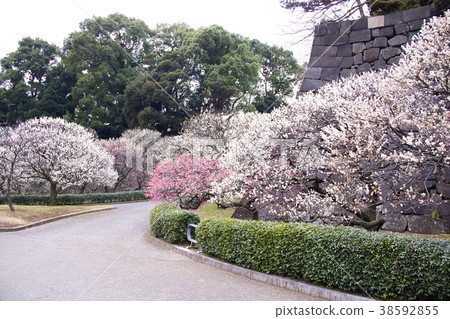 故宮東花園 故宮東花園 38592855