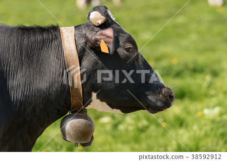 Portrait of a Black and White Cow with Cowbell 38592912
