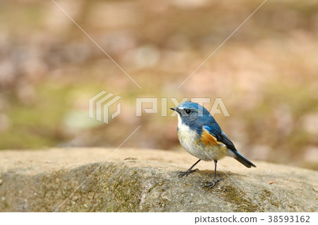 Ruribitaki的男性 Ruribitaki的男性 38593162