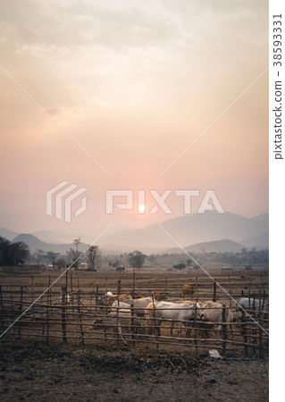Dry fields and herds of cattle in the evening. Dry fields and herds of cattle in the evening. 38593331