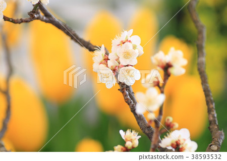梅花 38593532