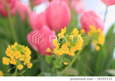 強姦開花 強姦開花 38593533