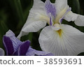 鳶尾花 38593691