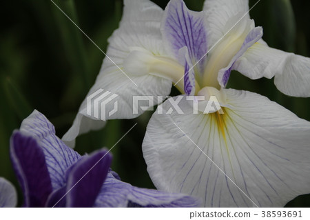 鳶尾花 鳶尾花 38593691