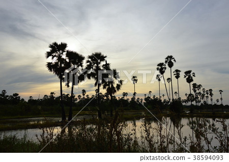 silhouette toddy palm tree on sunset sky in paddy  38594093