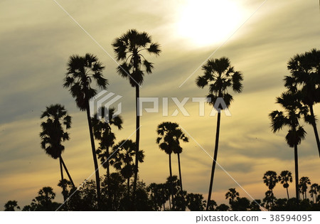silhouette toddy palm tree on sunset sky in paddy  38594095