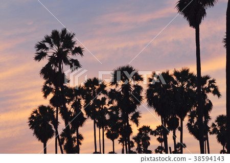 silhouette sugar palm tree on sunset sky in paddy  38594143