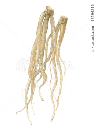 Yellow root - Stock Illustration [38594216] - PIXTA