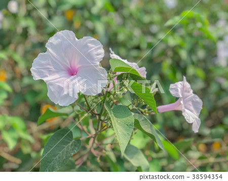 White flowers, white with five petals White flowers, white with five petals 38594354