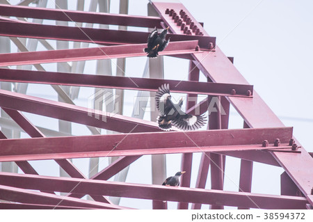 Starling on the high voltage tower 38594372
