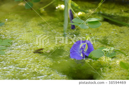blue pea hanging from branch on water in garden blue pea hanging from branch on water in garden 38594469