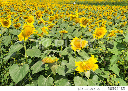 向日葵田 38594485