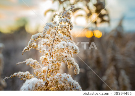 The frost attached to Seida Kawadaso The frost attached to Seida Kawadaso 38594495