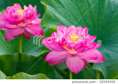 蓮花 38594509