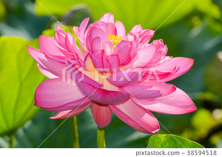 蓮花 蓮花 38594518