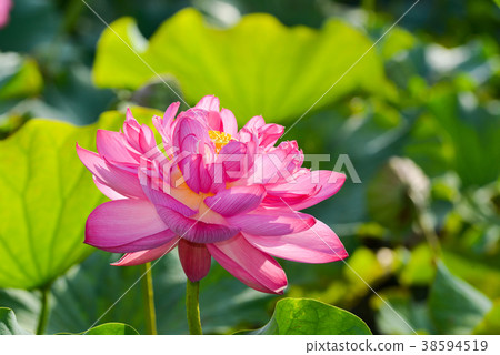 蓮花 38594519