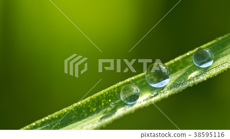 Rain Drops Arranging on The Leaf 38595116
