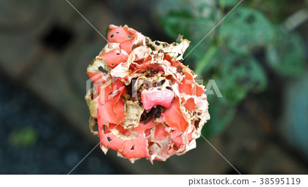 Insects eating Rose Flower Insects eating Rose Flower 38595119