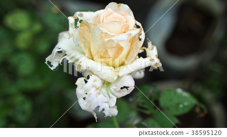 Insects eating Yellow Rose Insects eating Yellow Rose 38595120