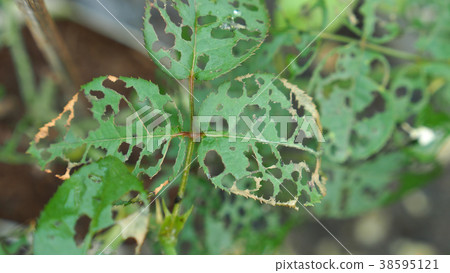 Insects eating Roses Leaves 38595121