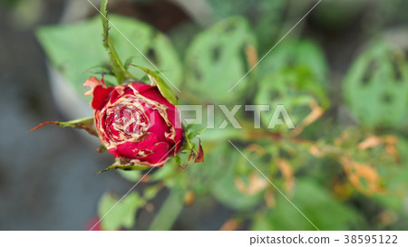 Insects Eating Red Rose Flower 38595122