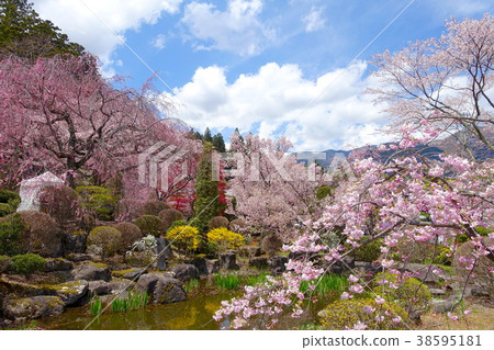 Cherry blossoms of Komagane Gwangzenji Cherry blossoms of Komagane Gwangzenji 38595181