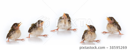 birds birds 38595269