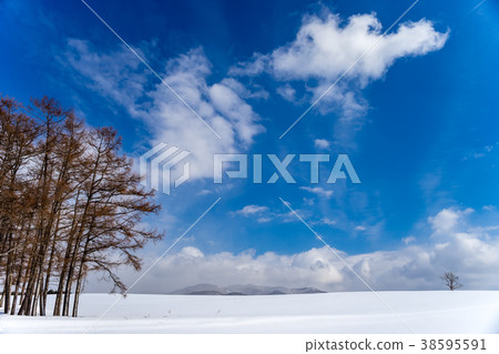 北海道雪和一棵樹在晴朗的天氣 北海道雪和一棵樹在晴朗的天氣 38595591